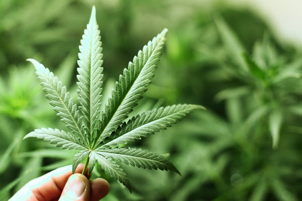 Colorado opens up the floodgates-Marijuana is Legalized